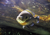 Bluegill