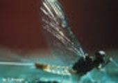 Mayfly, Adult